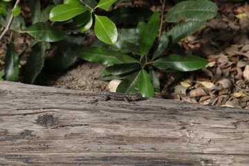 salamander sitting on a log