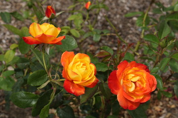 yellow-orange roses in bloom in california