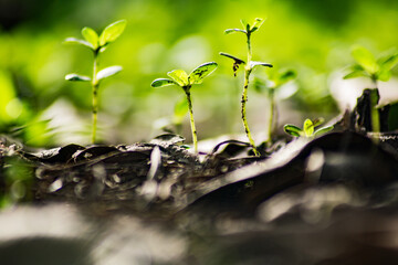 green moss on the ground