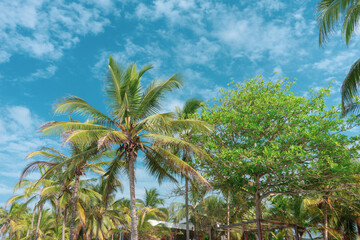 Obraz premium Tayrona park in the Colombian Caribbean. Tayrona Park