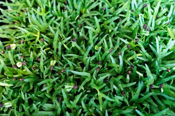 Green leaves of sorrel in the garden