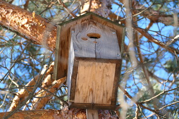 Spring. A wooden birdhouse on the trunk of a large tree, a trunk and a pine texture. Blue sky and