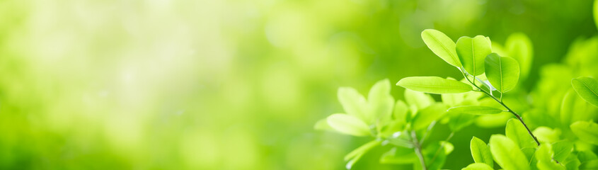 Closeup of beautiful nature view green leaf on blurred greenery background in garden with copy...