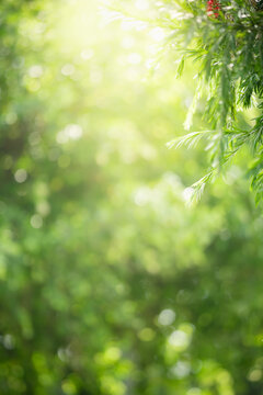 Beautiful nature view green leaf on blurred greenery background under  sunlight with bokeh and copy space using as background natural plants  landscape, ecology wallpaper concept. Stock Photo | Adobe Stock