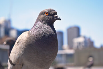 pigeon in the city