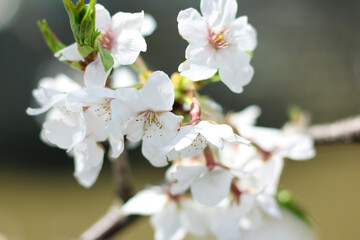 Obraz premium 桜