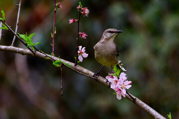 Mockingbird Perched In Tree-9937