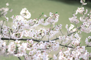 桜