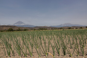 Onion field in the morning