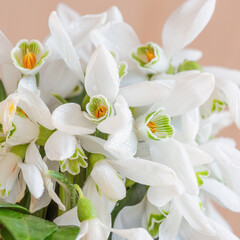 Beautiful floral background from the first snowdrops. Closeup.