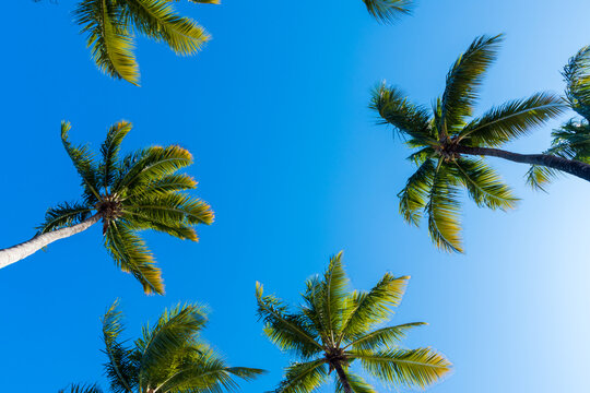 Paisagem com coqueiros no c&eacute;u azul.