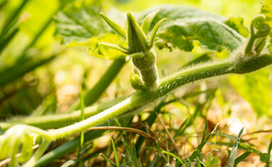 Small squash with a closed flower. Organic. Permaculture. Healthy food.