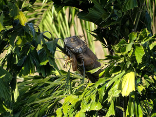 An iguana sleeping on a tree 