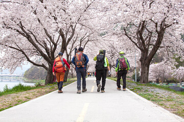 4 hikers walking on the cherry blossom road in Miryang, Gyeongsangnam-do, South Korea, Saturday,...