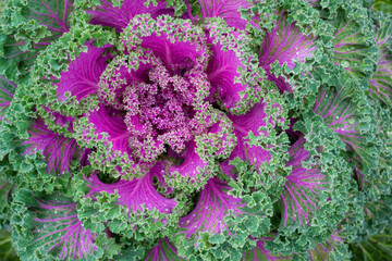 Macro photo of blooming purple - pink decorative cabbage. Dew, rain drops in leaf. Acephala or brassica oleracea decorative. Close-up, top view.