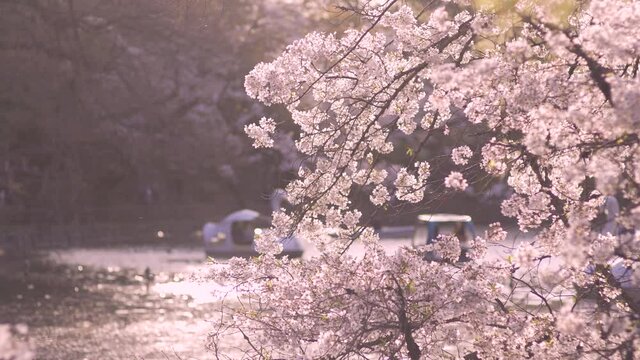 桜が満開の井の頭恩賜公園の夕景　井の頭池に浮かぶスワンボート（2021年3月）