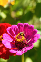 Bee and flower. Close up of a striped bee collecting pollen on a pink flower on a Sunny bright day. Summer and spring backgrounds. Vertical photo
