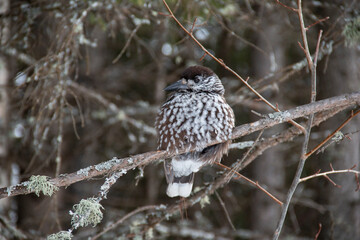 Nutcracker, a nutcracker bird that lives in the forest and eats nuts.