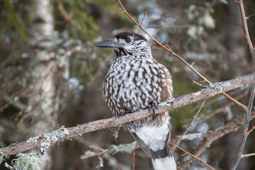 Nutcracker, a nutcracker bird that lives in the forest and eats nuts.