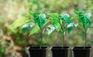 Young fresh seedlings of bell pepper in a pot on a background of bokeh leaves and sunbeams. Pepper seedlings for transplanting into a greenhouse in spring. Sprout of Bulgarian (hot) pepper.