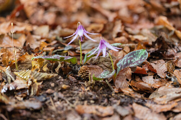 A feast of spring flowers in the hills of the park on a spring day