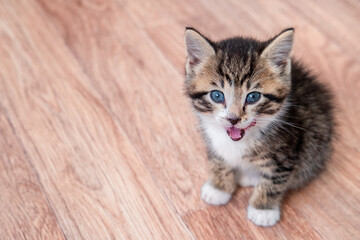 Portrait cat meows on wooden floor Kitten waiting for food. Little striped cat siting on wooden floor, licking and looking up at camera. Copyspace.