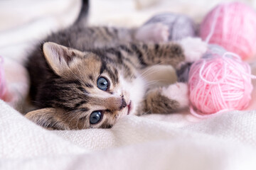 Striped cat playing with pink and grey balls skeins of thread on white bed. Little curious kitten lying over white blanket looking at camera.
