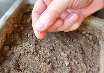 hand sows seeds into the soil in a box. home gardening. growing vegetables. copy space, place for text.