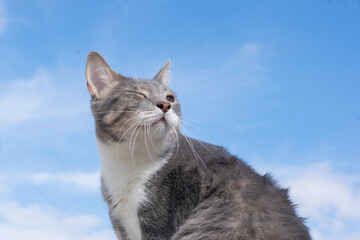 cute gray and white cat with sky at background clouds 