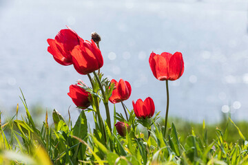 Blooming red anemones close-up against the background of the sky and the lake