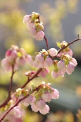 満開のブルーベリーの花