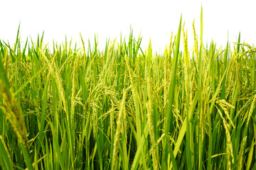 Obraz premium Agriculture rural life with ponds for rice farming, Green young rice plants are growing in paddy field. Agricultural lifestyle concept of Thailand.