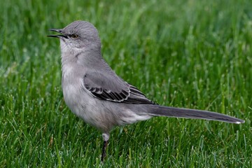 cat bird