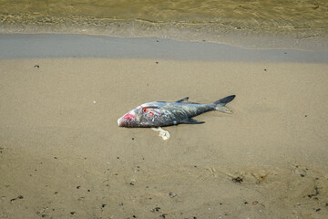 Dead fish on the sand near the water.