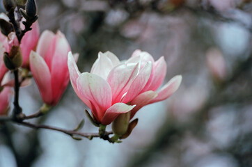 pink magnolia flowers © MWPerspective
