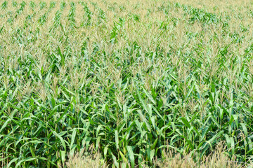 Green corn field, Corn cob on corn field in plantation agriculture Asian