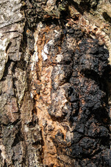 chaga on a tree