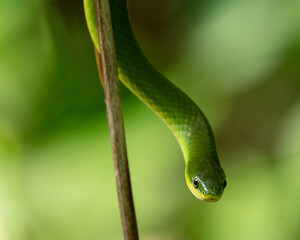 green snake in the grass