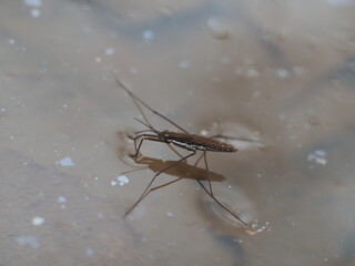 Close up of a water strider floating on water that has small spots of floating pollution