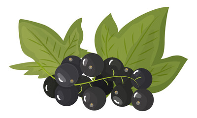 A branch of ripe black currant, isolated on a white background. Beautiful juicy berries. Kitchen utensils design element. Vector illustration