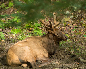 elk in the forest