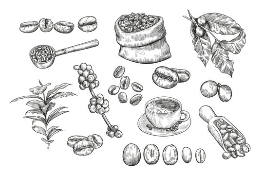 Coffee beans sketch set. Hand drawn vector illustrations of jute sack or burlap bag with beans, cup of coffee. Agriculture, barista, coffeeshop concept