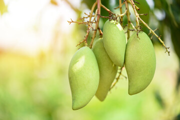 raw mango hanging on tree with leaf background in summer fruit garden orchard, green mango tree