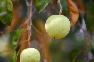 Chrysophyllum cainito or star apple hanging on tree, caimito fruit
