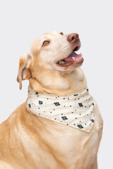 Cute labrador retriever dog wearing a bandana in studio with white background