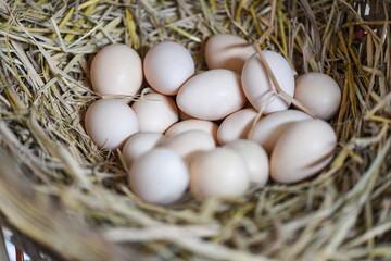 easter eggs on basket nest, fresh egg on egg farm