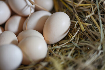 easter eggs on basket nest, fresh egg on egg farm