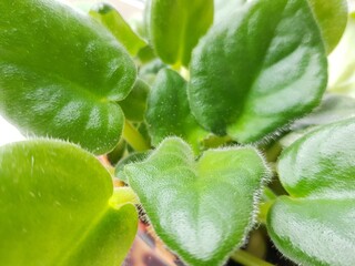Green succulent flower leaves in a pot
