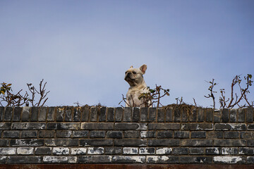 French bulldog lying on the roof