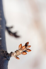 Spring buds of Prunus avium bigarro cherries on a branch in the early morning. Macro, Narrow Focus.